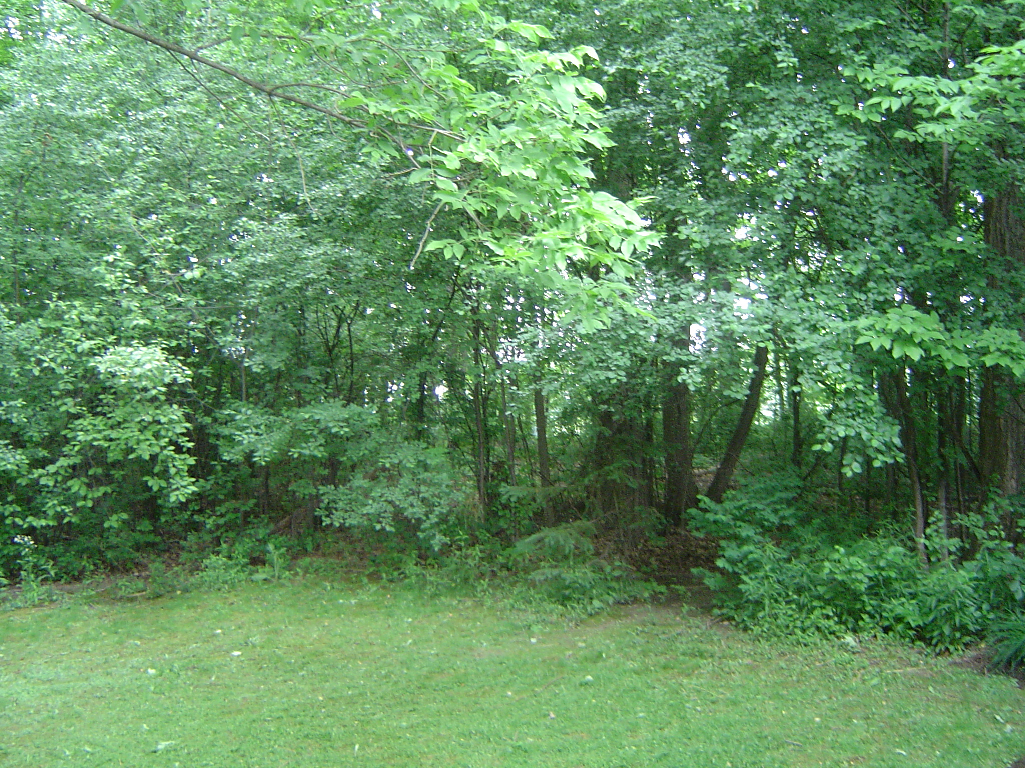 Woodland at the side and rear of property